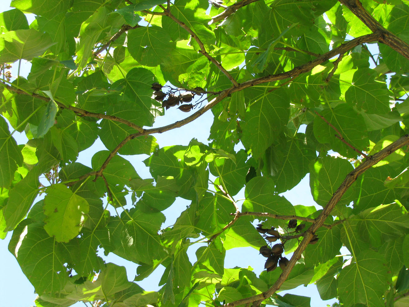 Image of Paulownia tomentosa specimen.