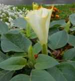 Datura innoxia. Цветок, бутоны и листья. Подмосковье, г. Одинцово, клумба. Октябрь 2012 г.