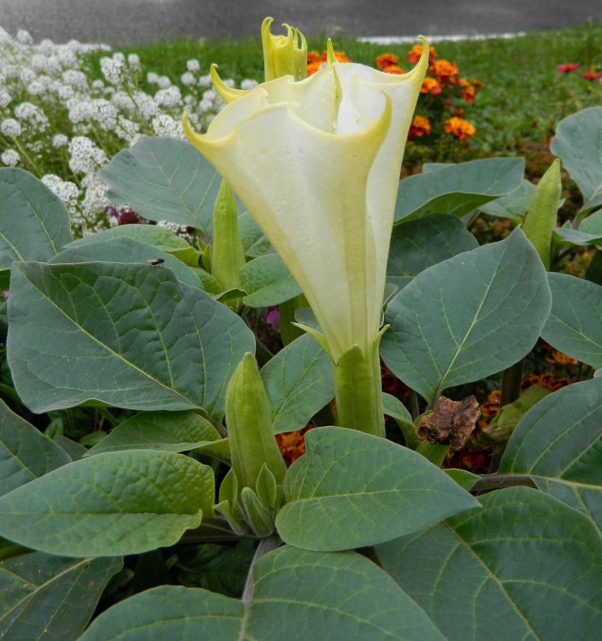 Изображение особи Datura innoxia.