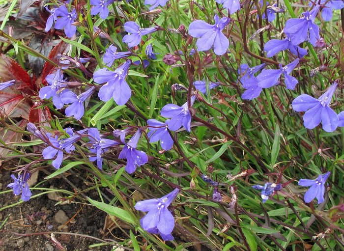 Image of Lobelia erinus specimen.