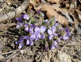 Viola collina