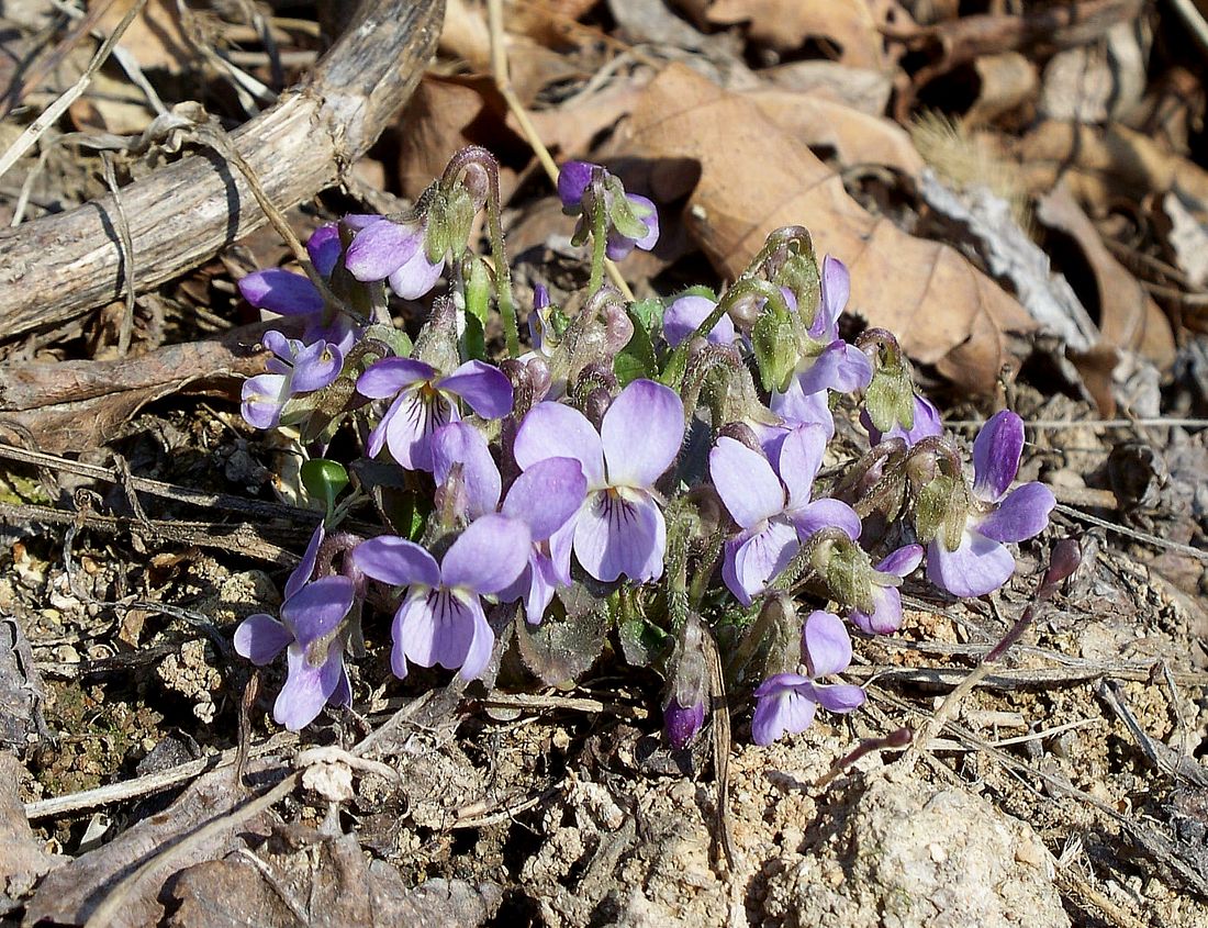 Image of Viola collina specimen.
