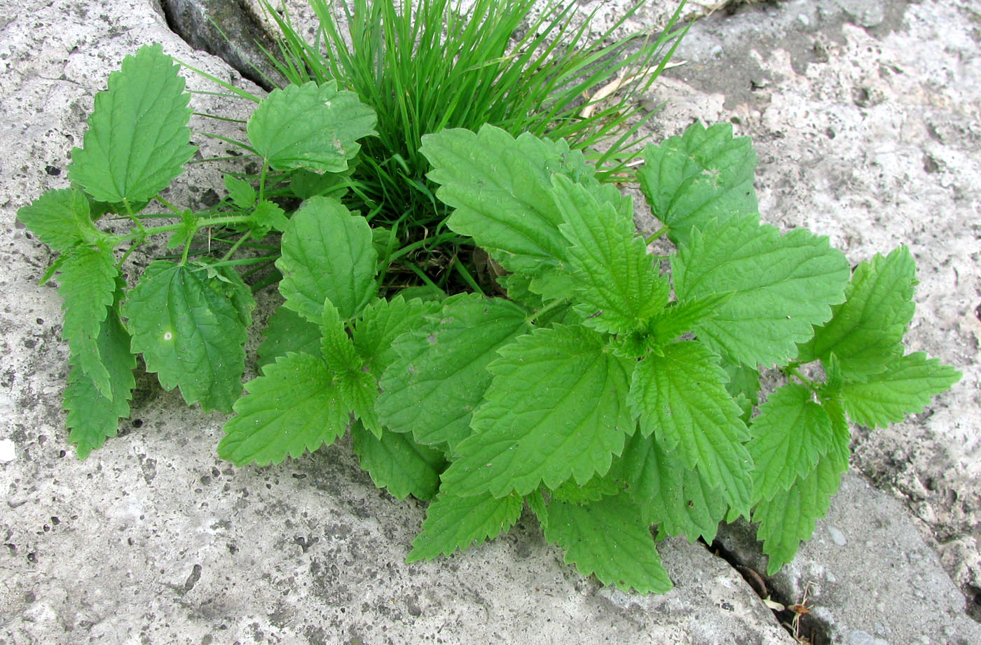 Изображение особи Urtica dioica.