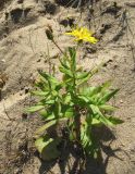 Hieracium subarctophilum