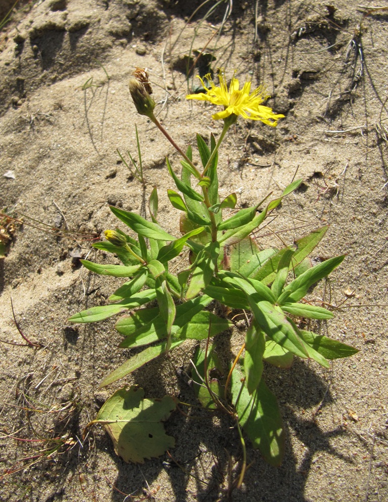 Изображение особи Hieracium subarctophilum.
