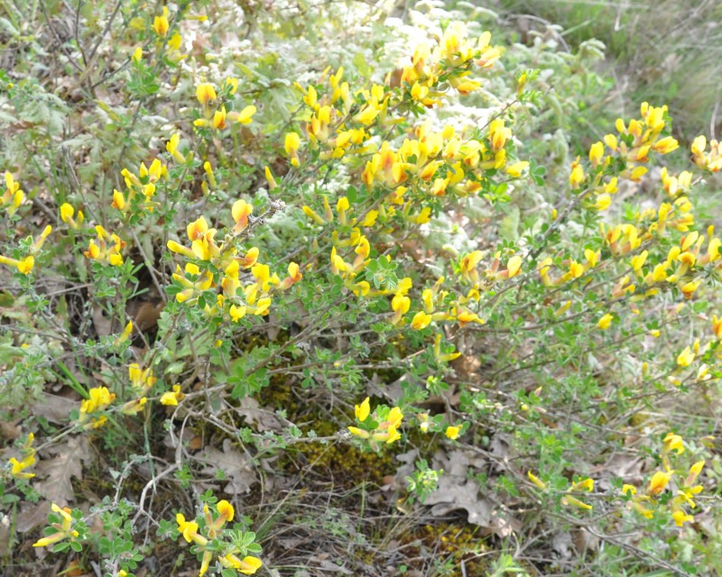 Image of genus Chamaecytisus specimen.