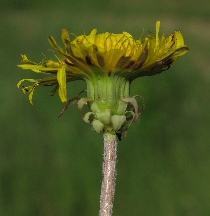 Изображение особи род Taraxacum.