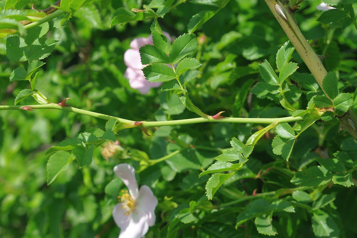 Image of genus Rosa specimen.