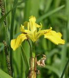 Iris pseudacorus