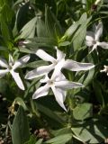 Vinca erecta