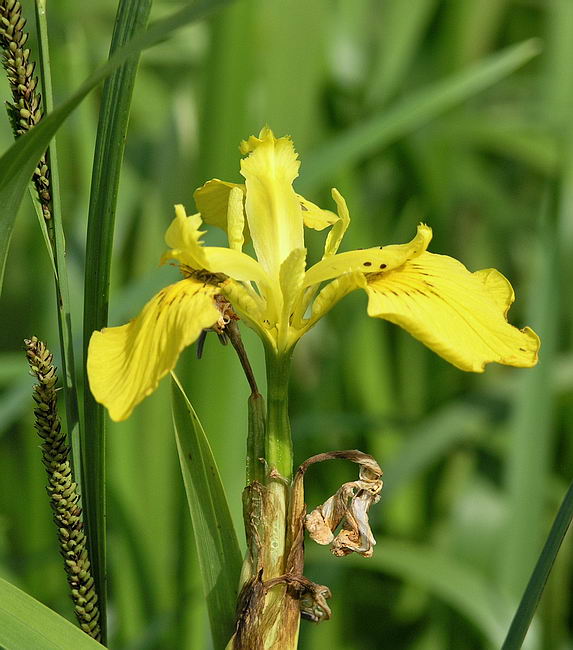 Изображение особи Iris pseudacorus.