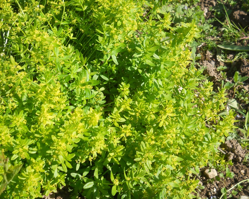 Изображение особи Cruciata glabra.