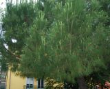 Pinus pinea. Часть кроны взрослого дерева. Италия, Римини. 21.06.2010.