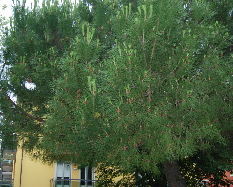 Изображение особи Pinus pinea.