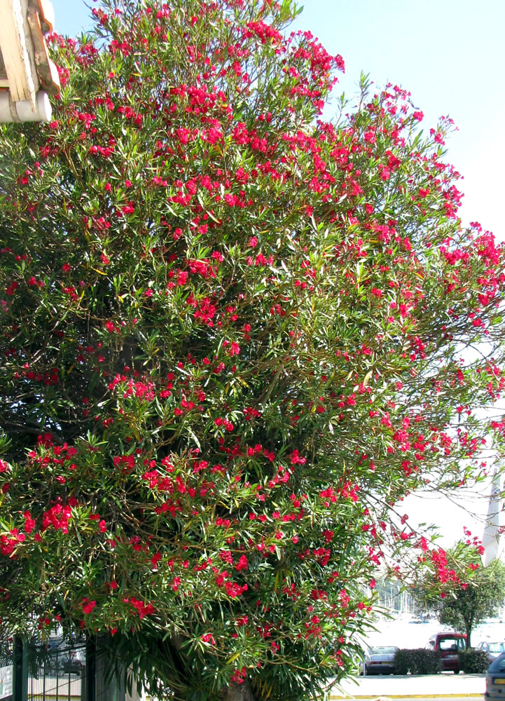 Image of Nerium oleander specimen.