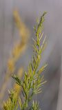 Asparagus officinalis. Верхняя часть веточки. Ростовская обл., Аксайский р-н, окр. хут. Александровка. 10.10.2012.