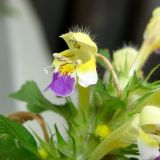 Image of taxon representative. Author is Евгений Захаров