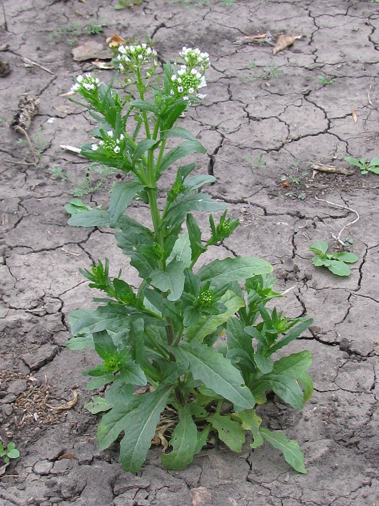 Image of Thlaspi arvense specimen.