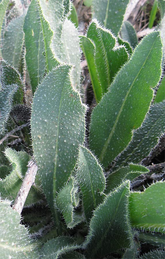 Image of Anchusa strigosa specimen.