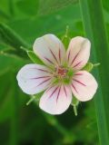 Geranium sibiricum