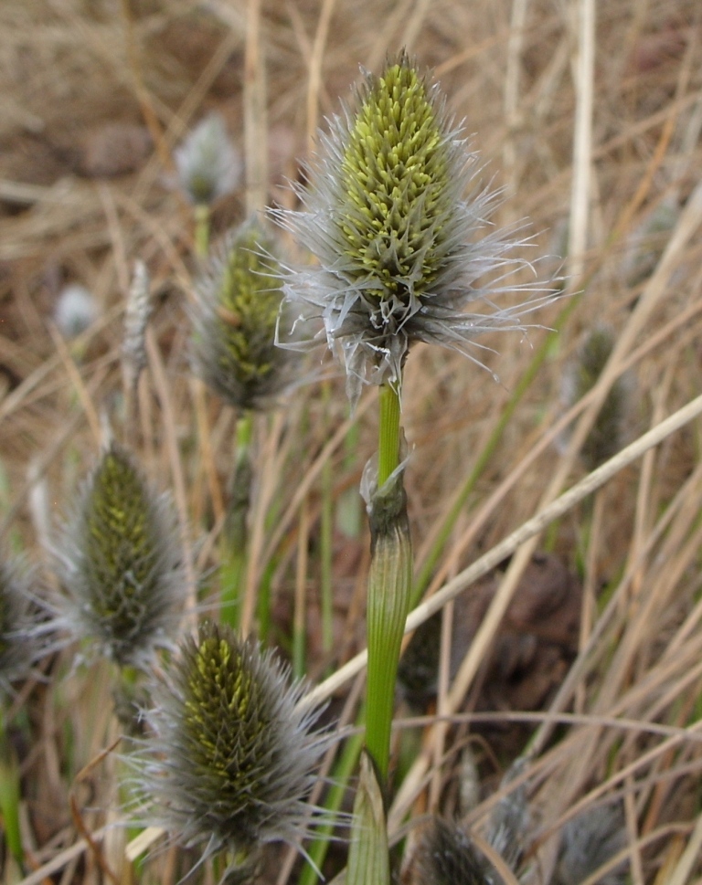 Image of Eriophorum vaginatum specimen.
