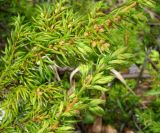 Juniperus sibirica