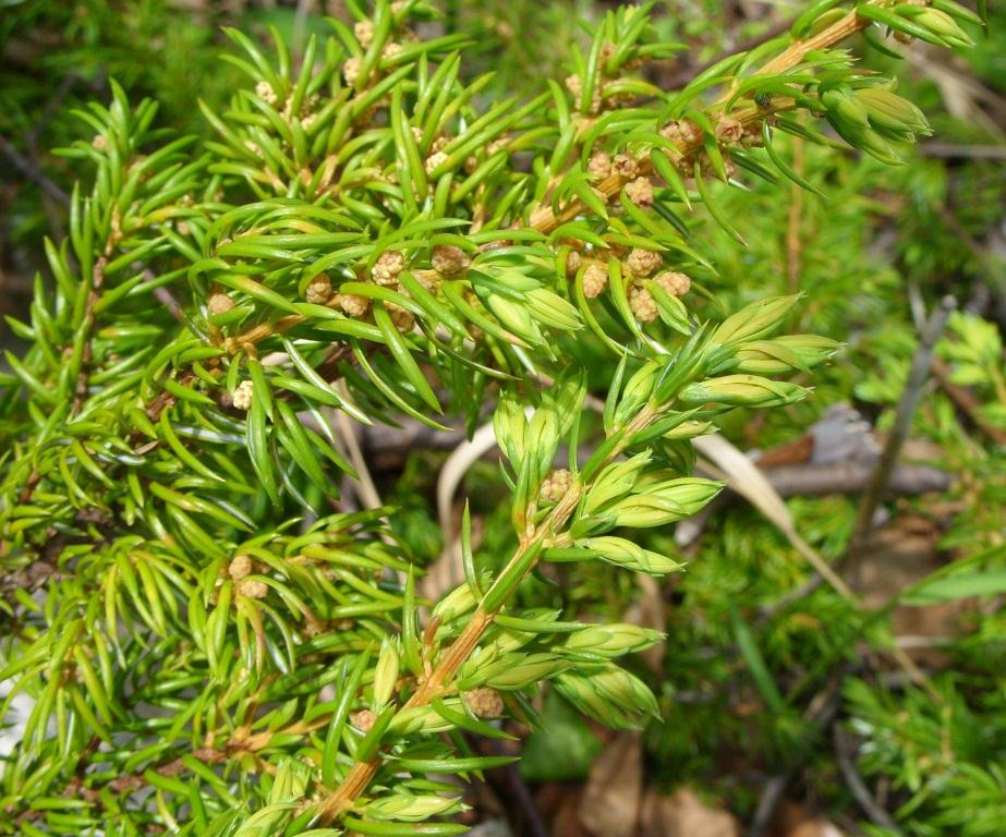 Изображение особи Juniperus sibirica.