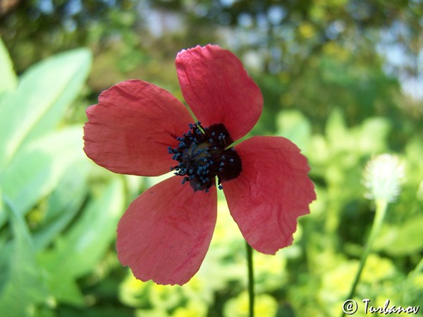 Image of Papaver hybridum specimen.