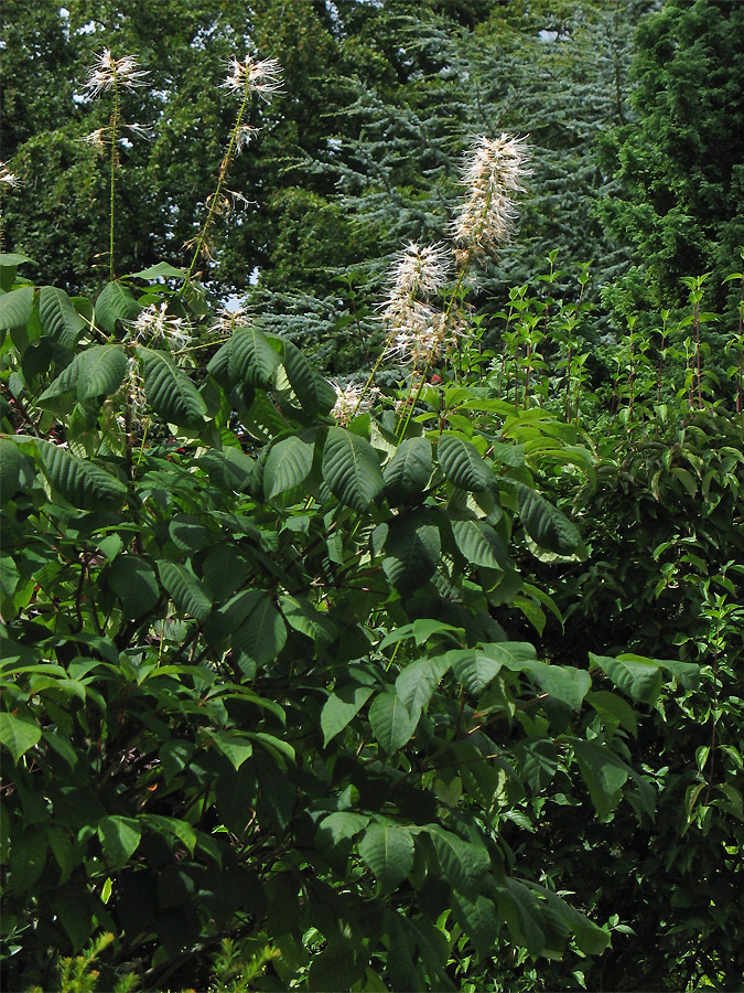 Image of Aesculus parviflora specimen.