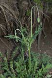 genus Papaver