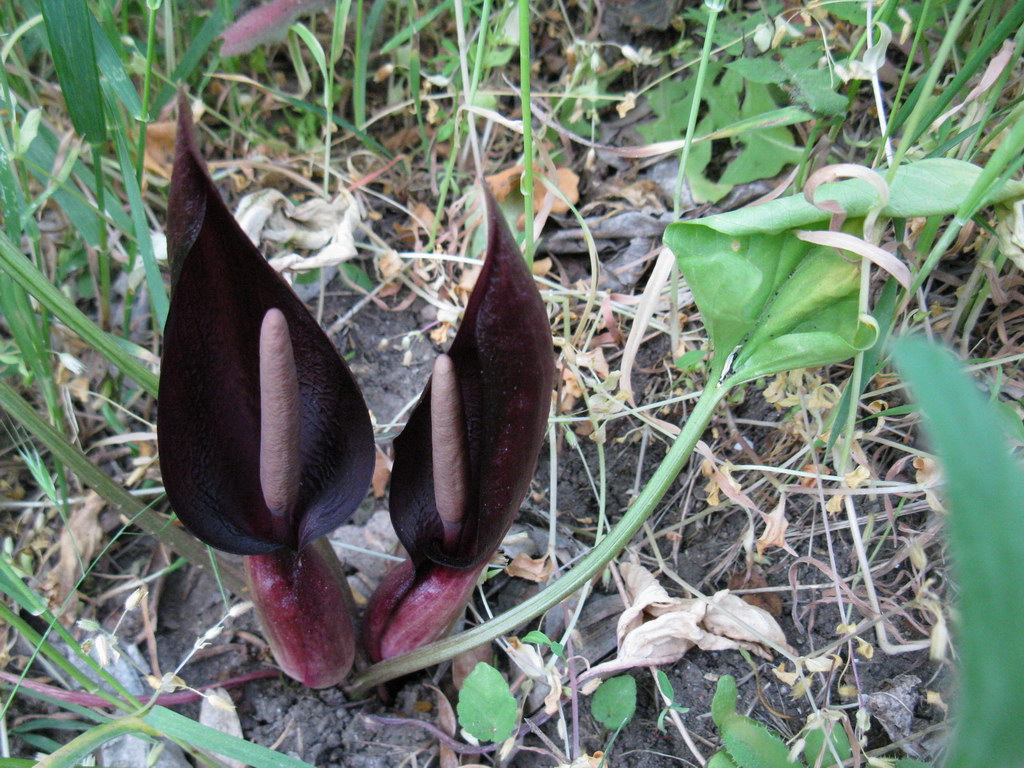 Изображение особи Arum elongatum.