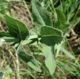 Salvia tesquicola. Часть побега. Украина, г. Запорожье, балка возле пос. Солнечный. 02.06.2013.