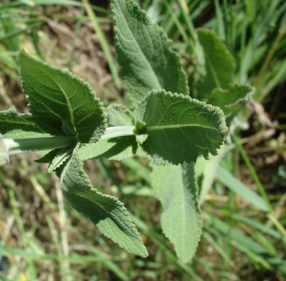 Изображение особи Salvia tesquicola.