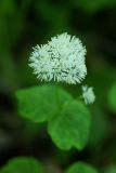 Thalictrum filamentosum. Соцветие. Приморский край, Партизанский район, нижнее течение р. Литовка, падь Широкая. 02.06.2013.