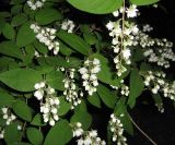 Deutzia scabra var. candidissima