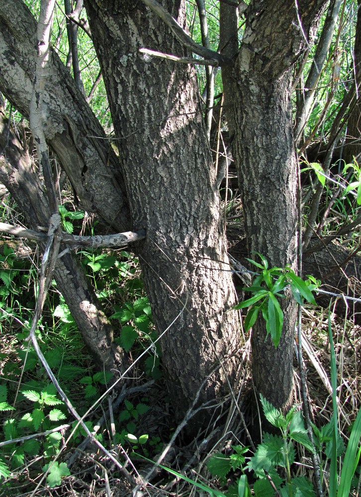 Image of Salix acutifolia specimen.
