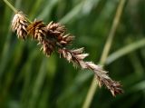 Carex disticha. Соплодие. Эстония, Matsalu National Park, урочище Haeska, осоковое болото. 20.06.2013.