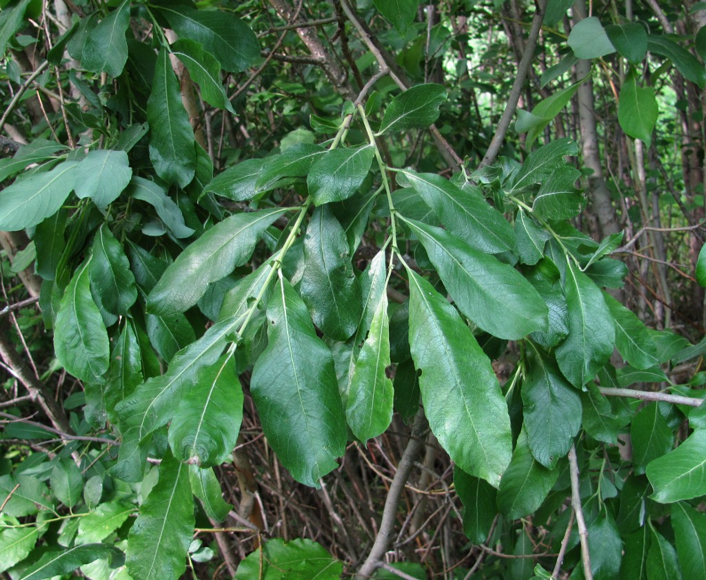 Изображение особи Salix cinerea.