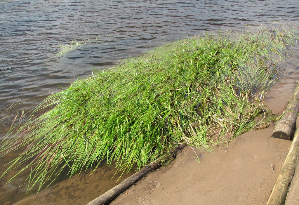 Image of Sparganium emersum specimen.