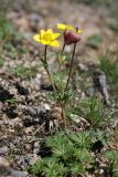 Anemone gortschakowii