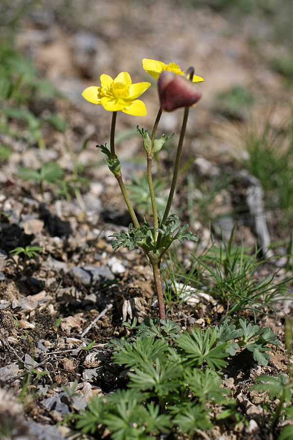 Изображение особи Anemone gortschakowii.