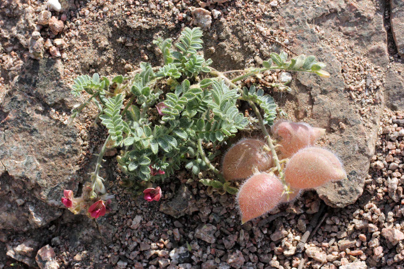 Изображение особи Oxytropis submutica.