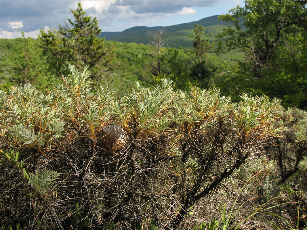 Изображение особи Astragalus arnacanthoides.