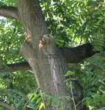 Juglans cinerea