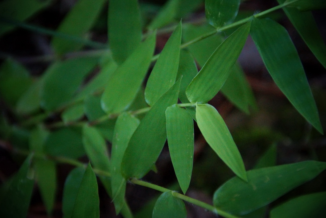 Image of Oplismenus undulatifolius specimen.