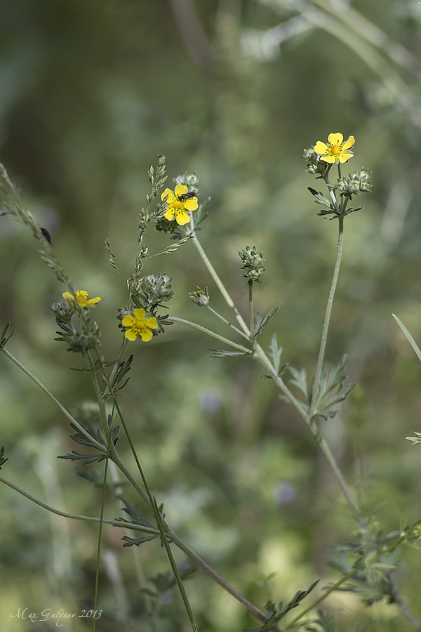 Изображение особи Potentilla argentea.