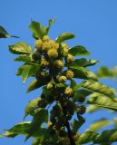 Maclura pomifera. Цветущая ветка. Южный берег Крыма, на южной границе Никитского ботанического сада. 21.05.2013.