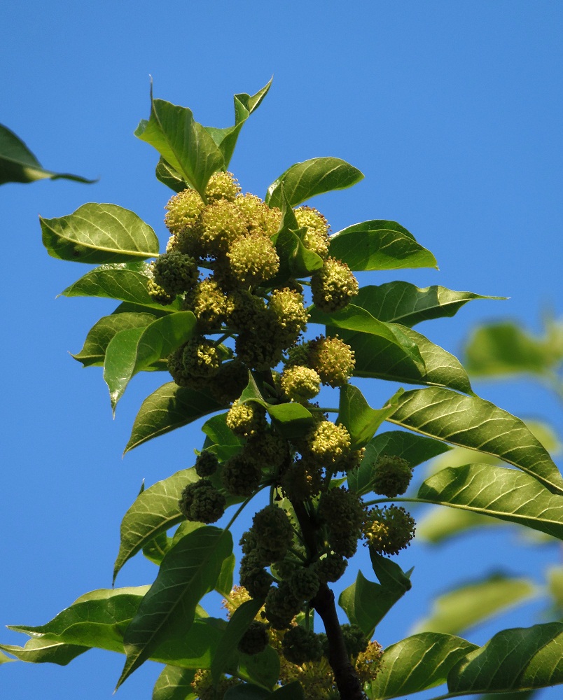 Изображение особи Maclura pomifera.
