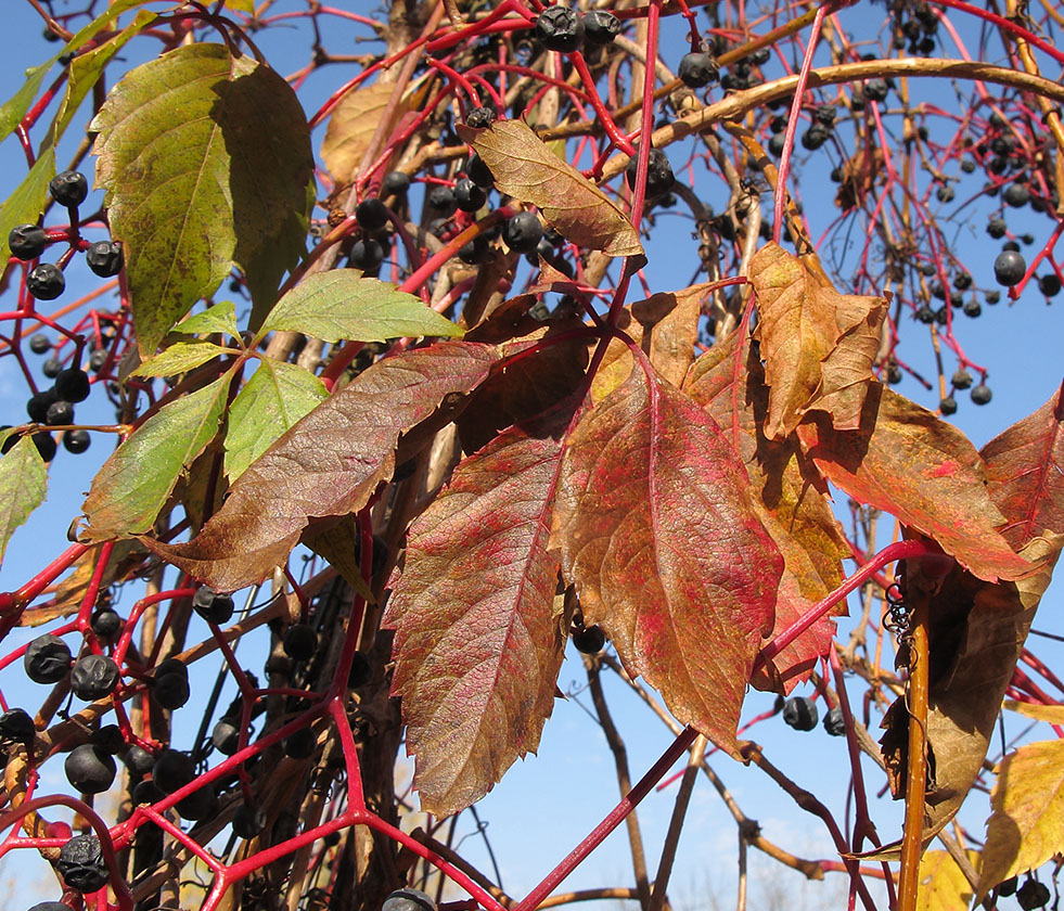 Image of Parthenocissus quinquefolia specimen.