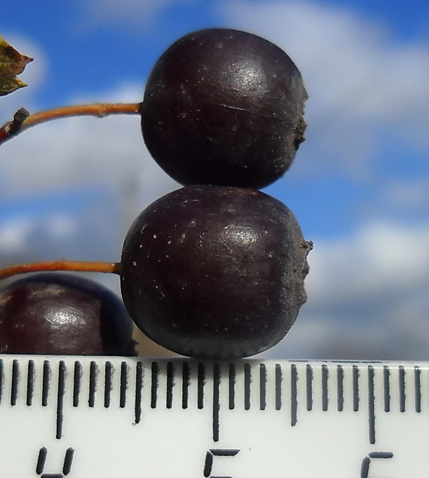 Image of Crataegus nigra specimen.